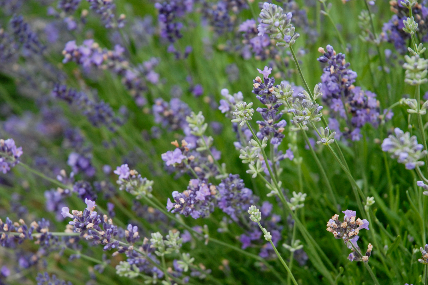 Munstead English Lavender